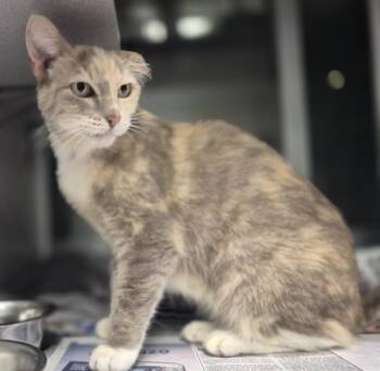 KIKI -  Domestic Short Hair Cat for Adoption in San Antonio, Texas - KIKI | PetCurious