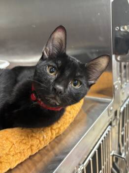 Rescue Domestic Short Hair Cats for Adoption in Carthage, Missouri - Colter | PetCurious