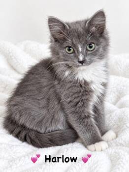 Harlow -  Domestic Long Hair Cat for Adoption in Copley, Ohio - Harlow | PetCurious