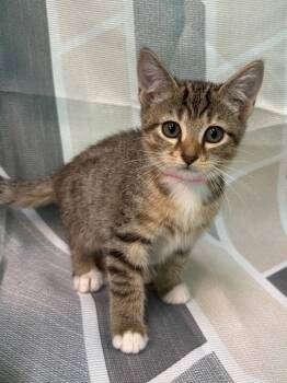 261234  Almond Joy -  Domestic Short Hair Cat for Adoption in Wetumpka, Alabama - 261234  Almond Joy | PetCurious