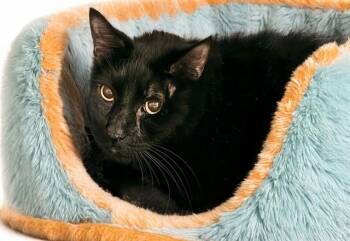 PUMA -  Domestic Short Hair Cat for Adoption in Fort Lauderdale, Florida - PUMA | PetCurious