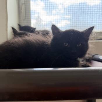 Bijue -  Domestic Medium Hair Cat for Adoption in Quakertown, Pennsylvania - Bijue | PetCurious