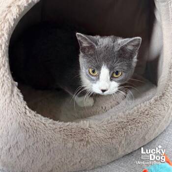 Domestic Short Hair Cats Available for Adoption - Marty | PetCurious