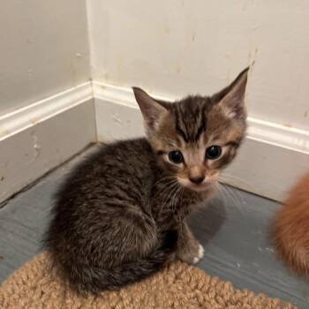 Duke -  Domestic Short Hair Cat for Adoption - Duke | PetCurious