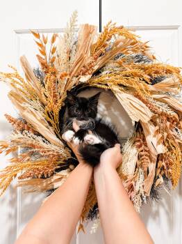 Lyra -  Domestic Medium Hair Cat for Adoption in Goodyear, Arizona - Lyra | PetCurious