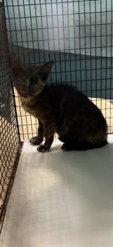 LORENA -  Domestic Short Hair Cat for Adoption in Doral, Florida - LORENA | PetCurious