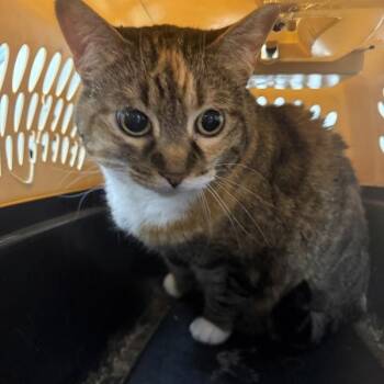 Lilly -- Bonded Buddy With Luna -  Domestic Short Hair Cat for Adoption in Des Moines, Iowa - Lilly -- Bonded Buddy With Luna | PetCurious