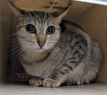 Rescue Domestic Short Hair Cats for Adoption in Riverside, California - OBI | PetCurious