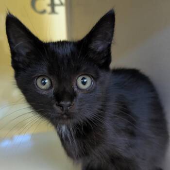 Delphi (Holland Cat Cove) -  Domestic Short Hair Cat for Adoption in West Olive, Michigan - Delphi (Holland Cat Cove) | PetCurious