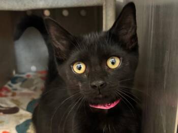 Torrence -  Domestic Short Hair Cat for Adoption in Powell, Ohio - Torrence | PetCurious