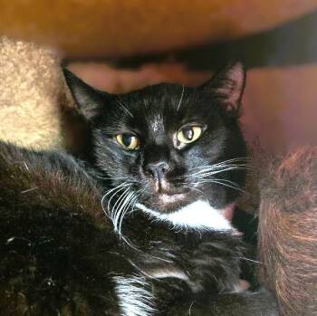 Rescue Domestic Short Hair Cats for Adoption in Warwick, New York - Lilo | PetCurious