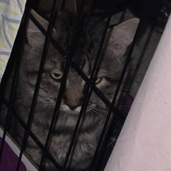 Bobcat -  Domestic Short Hair Cat for Adoption in Grantsville, Utah - Bobcat | PetCurious