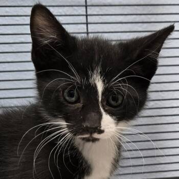 Domestic Short Hair Cats Available for Adoption in Desert Hot Springs, California - Bobby | PetCurious