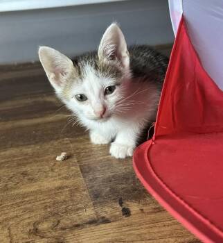 James -  Domestic Short Hair Cat for Adoption in Allen, Texas - James | PetCurious