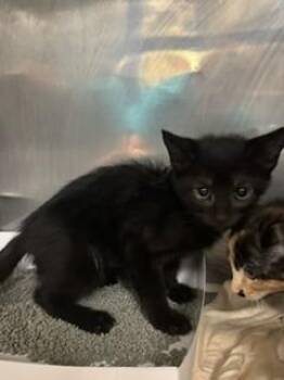 GENESIS -  Domestic Short Hair Cat for Adoption in Doral, Florida - GENESIS | PetCurious
