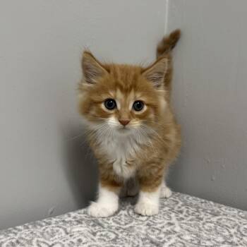 Domestic Medium Hair Cats Available for Adoption in Frankfort, Indiana - Loretta | PetCurious
