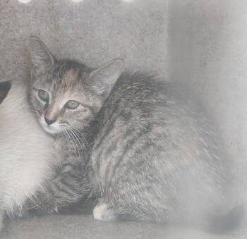 Reenie -  Domestic Short Hair Cat for Adoption in Lafayette, Louisiana - Reenie | PetCurious