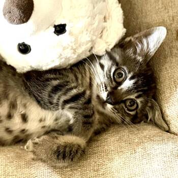 Daisy -  Domestic Short Hair Cat for Adoption in Los Angeles, California - Daisy | PetCurious