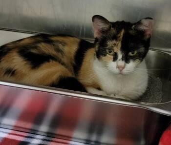 Rescue Calico Cats for Adoption in Marietta, Ohio - Rosetta | PetCurious