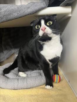 Domestic Short Hair Cats Available for Adoption in Woodland, California - LADY | PetCurious
