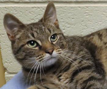 Tabby Cats Available for Adoption - Josh | PetCurious