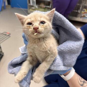 Pudge -  Domestic Short Hair Cat Available for Adoption in Newark, New Jersey - Pudge | PetCurious