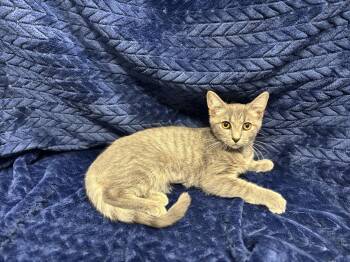 Aspen -  Domestic Short Hair Cat for Adoption in Shepherdsville, Kentucky - Aspen | PetCurious