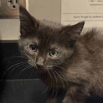 Sallie -  Domestic Short Hair Cat for Adoption in Chattanooga, Tennessee - Sallie | PetCurious