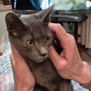 Domestic Short Hair Cats Available for Adoption - Skylar | PetCurious