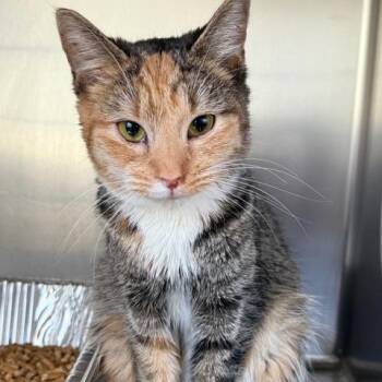 Domestic Short Hair Cats Available for Adoption in Cumming, Georgia - Britta | PetCurious