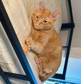 Tabby Cats Available for Adoption in Bayonne, New Jersey - Nacho | PetCurious