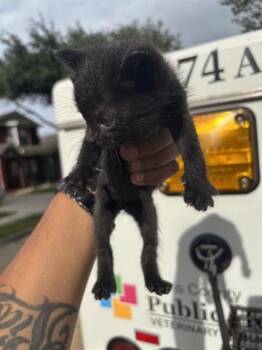 Domestic Short Hair Cats Available for Adoption in Houston, Texas - A654619 | PetCurious