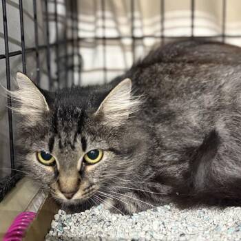 Purrstrami -  Domestic Long Hair Cat for Adoption in New York, New York - Purrstrami | PetCurious