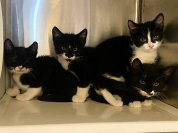 Domestic Short Hair Cats Available for Adoption in Tustin, California - POLARIS | PetCurious