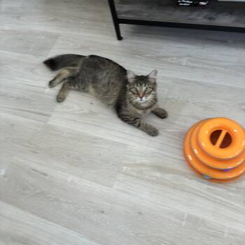 Frank -  Tabby Cat for Adoption in Cleveland, Ohio - Frank | PetCurious