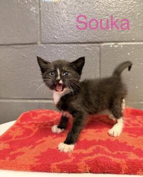 Souka -  Domestic Short Hair Cat for Adoption in Fort Worth, Texas - Souka | PetCurious