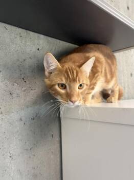 Scarecrow -  Domestic Short Hair Cat for Adoption in Healdsburg, California - Scarecrow | PetCurious