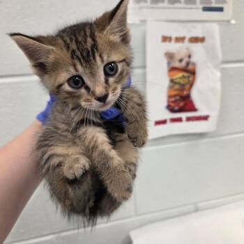 Paul -  Domestic Short Hair Cat for Adoption in Chattanooga, Tennessee - Paul | PetCurious