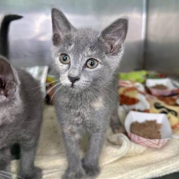 Rosie -  Domestic Short Hair Cat for Adoption in Matteson, Illinois - Rosie | PetCurious