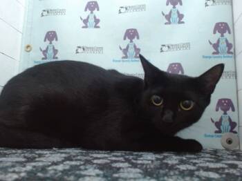 Rescue Domestic Short Hair Cats for Adoption in Orlando, Florida - NINA | PetCurious