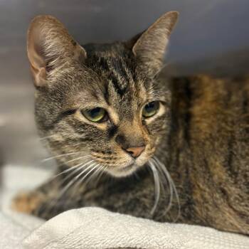Domestic Short Hair Cats Available for Adoption in Tulsa, Oklahoma - Grandma Sasha | PetCurious