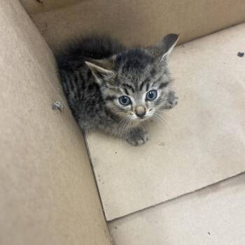Dusty -  Domestic Short Hair Cat Available for Adoption in Chattanooga, Tennessee - Dusty | PetCurious