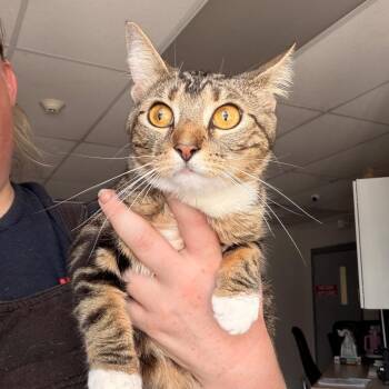 Brittani -  Domestic Short Hair Cat for Adoption in Indianapolis, Indiana - Brittani | PetCurious