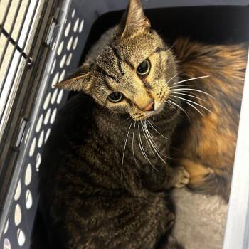 Jakey -  Domestic Short Hair Cat for Adoption in Philadelphia, Pennsylvania - Jakey | PetCurious