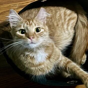 Rescue Domestic Long Hair Cats for Adoption in Rochester, Minnesota - Keith | PetCurious