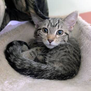 Bydureon -  Domestic Short Hair Cat for Adoption in Newburgh, Indiana - Bydureon | PetCurious