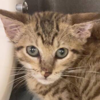 Cinnamon -  Domestic Short Hair Cat for Adoption in West Palm Beach, Florida - Cinnamon | PetCurious
