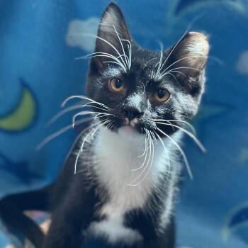 Milano -  Domestic Short Hair Cat for Adoption in Matteson, Illinois - Milano | PetCurious