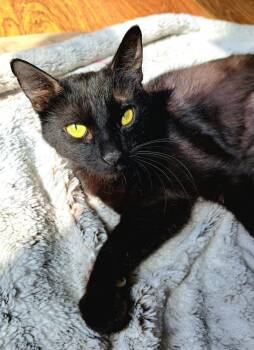 Domestic Short Hair Cats Available for Adoption in Lansing, Michigan - Popsicle (26-070 C) | PetCurious