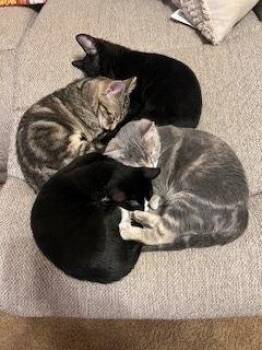 Domestic Short Hair Cats Available for Adoption - **Cat Cafe** Bittersuite | PetCurious